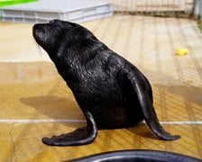 <p>Zaopiekuje się przez jeden dzień wrocławskimi kotikami - proponuje w ramach aukcji WOŚP, Zoo Wrocław</p>