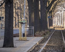 <p>szpaler dęb&oacute;w przy przystanku Sp&oacute;łdzielcza</p>