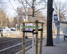 <p>Młody dąb na przystanku Sp&oacute;łdzielcza</p>