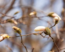 <p>Ogr&oacute;d Botaniczny się zazielenia</p>