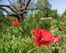<p>Tulipany</p>