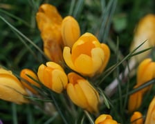 <p>Krokusy</p>