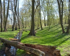 <p>Gr&oacute;dek typu motte Złotniki Małe w parku Złotnickim</p>