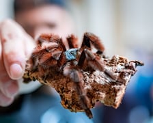 Targi Exoticarium w budynku NOT (4 maja 2025)