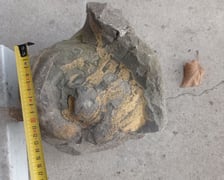 Fragment rzeźby Neptuna - jeden z delfinów