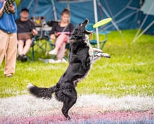 Mistrzostwa Polski Dogfrisbee 2025 - latające psy w parku Południowym