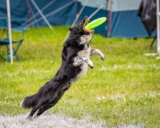 Mistrzostwa Polski Dogfrisbee 2025 - latające psy w parku Południowym