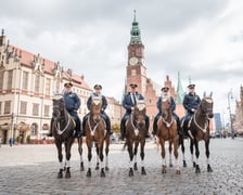 Konie Straży Miejskiej we Wrocławiu