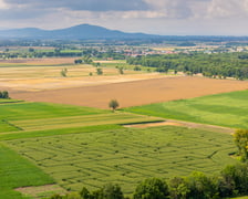Kukurydziany labirynt pod Wrocławiem