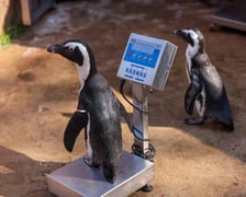 Obrączkowanie pingwinów przylądkowych w ZOO Wrocław