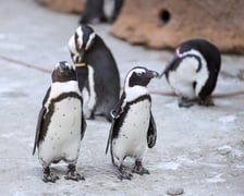 Obrączkowanie pingwinów przylądkowych w ZOO Wrocław