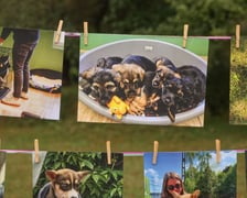 <p>Piknik Adopciaka zorganizowany przez Grupę Ratuj w parku Grabiszyńskim. Wrocław, 14.09.2025</p>