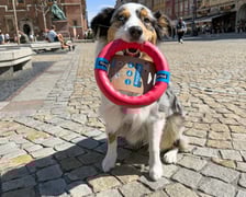 <p>To owczarek autralijski, piesek, kt&oacute;ry lubi mieć co robić - Palma od razu wybrała ringo do zabawy</p>