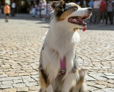 <p>Palma - 1. miejsce w konkursie Psia Piękność</p>