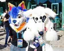 <p>Futrzaki opanowały Wrocław - marsz Furwalk 2025</p>