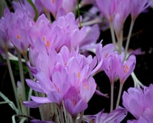 <p>W Ogrodzie Botanicznym UWr we Wrocławiu, wrzesień 2025</p>