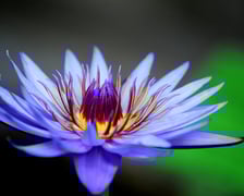 <p>W Ogrodzie Botanicznym UWr we Wrocławiu, wrzesień 2025</p>