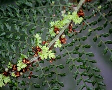 <p>W Ogrodzie Botanicznym UWr we Wrocławiu, wrzesień 2025</p>