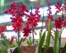 Festiwal Roślin w Czasoprzestrzeni