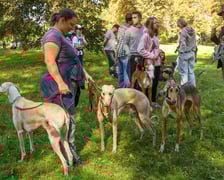 Great Global Greyhound Walk 2025 we Wrocławiu, 28.09.2025 r.
