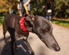 Great Global Greyhound Walk 2025 we Wrocławiu, 28.09.2025 r.