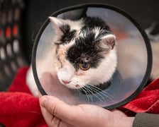 <p>Kotka Pepsi już po operacjach - lekarze mówią, że się "wyliże, ale to cud"</p>