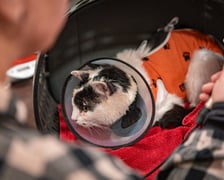 <p>Kotka otrzymała 18 postrzałów śrutem</p>