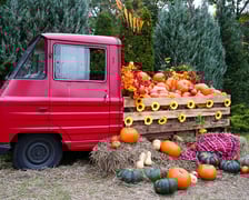 Farma Dyniowa we Wrocławiu