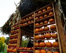 Farma Dyniowa we Wrocławiu