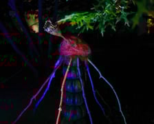 <p>Dyniowe iluminacje w Ogrodzie Botanicznym.</p>