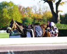 11. dzień wyścigowy: Crystal Cup i Święto Województwa Dolnośląskiego na Wrocławskim Torze Wyścigów Konnych Partynice