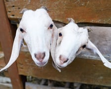 Dyniowa Farma we Wrocławiu