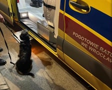 Suczka uratowała swojego pana – wzruszająca historia!