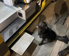 Suczka uratowała swojego pana – wzruszająca historia!