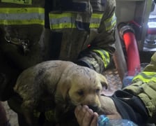 Akcja ratunkowa strażaków