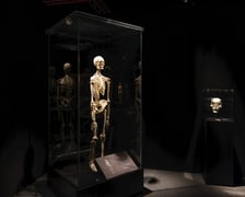<p>Relacja z wystawy Body Worlds w IASE</p>