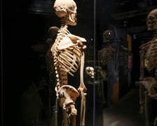 <p>Relacja z wystawy Body Worlds w IASE</p>