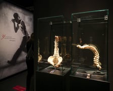 <p>Relacja z wystawy Body Worlds w IASE</p>
