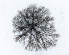 Drzewo w okolicy ulicy Mazowieckiej