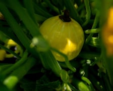 <p>Farma Miejska Wrocław to projekt, kt&oacute;ry łączy zr&oacute;wnoważone rolnictwo z funkcją społeczną</p>