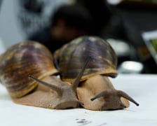 Targi Zooegzotyka w Hali Orbita