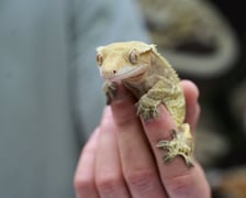 Targi Zooegzotyka w Hali Orbita