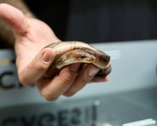 Targi Zooegzotyka w Hali Orbita