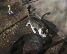 Podwórko przy ul. Brzeskiej 25A przed metamorfozą