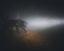 <p>Szkolenie mundurowych przewodnik&oacute;w i ich ps&oacute;w służbowych z ZK1 przy Kleczkowskiej</p>