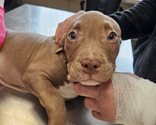 <p>Mała Lulu zaraz po przyjęciu do schroniska</p>