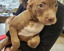 <p>Piesek był wylękniony i miał problemy ze wstawaniem</p>