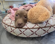 <p>Lulu odpoczęła w schronisku i trafiła do domu tymczasowego</p>