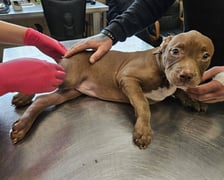 <p>Plac&oacute;wka szybko zajęła się diagnozowaniem obrażeń pieska</p>