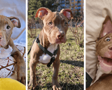 <p>Lulu odzyskiwała siły w domu tymaczowym pod okiem wolontariuszki Kasi</p>